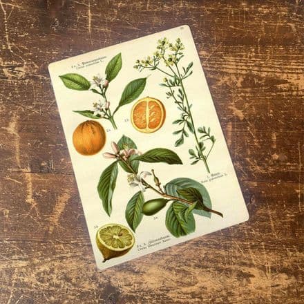 Fruit Orange and Lemon Botanical Flower illustration Metal Wall Sign