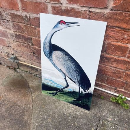 Hooping Crane botanical illustration John James Audubon Metal Wall Sign