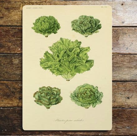 Lettuce botanical drawings botanical illustration Metal Wall Sign