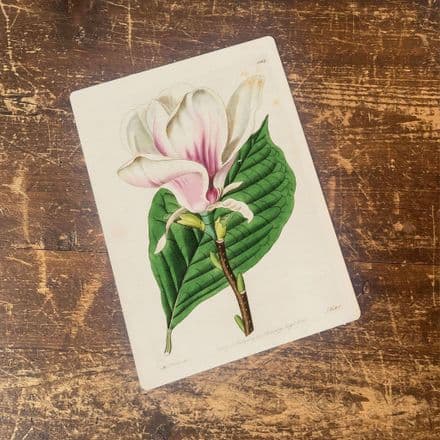 Magnolia soulangiana botanical illustration b Metal Wall Sign