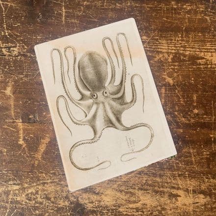 octopus botanical illustration b Metal  Wall Sign