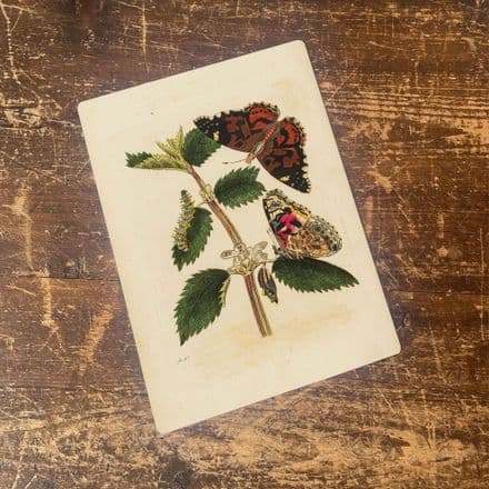 Painted lady butterfly, caterpillar, and pupa botanical illustration Metal Wall Sign