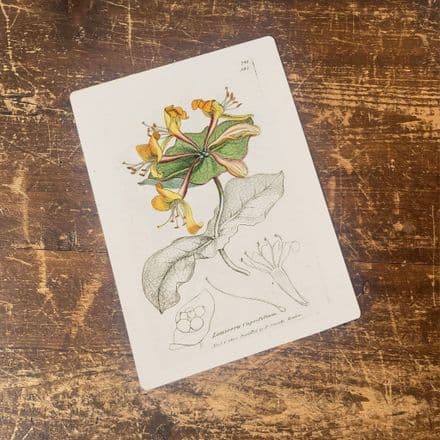 Pale perfoliate honeysuckle botanical illustration Metal Wall Sign