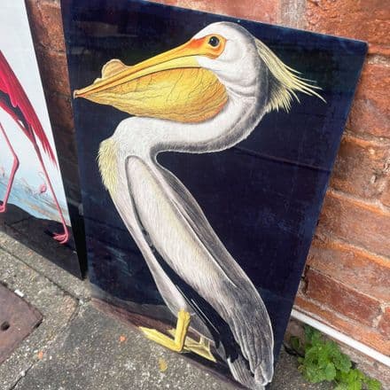 Pelican bird botanical illustration John James Audubon Metal Wall Sign