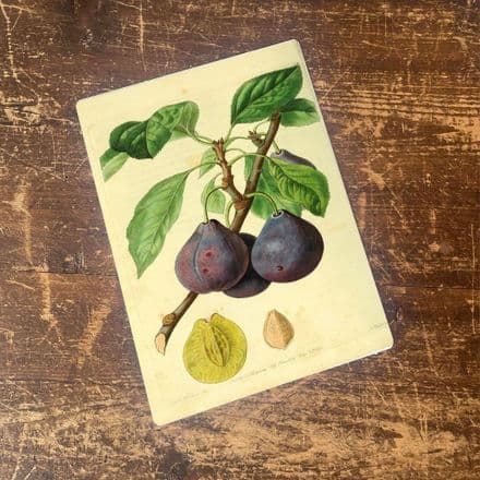 Plums,leaves and seedstone, beautifully illustrated - Metal Wall Sign
