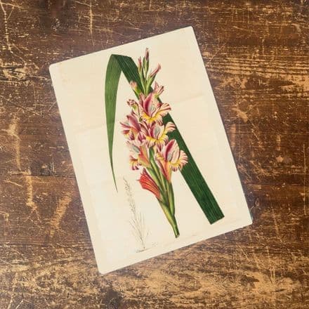 Red beard orchid Flowers - Metal Wall Sign