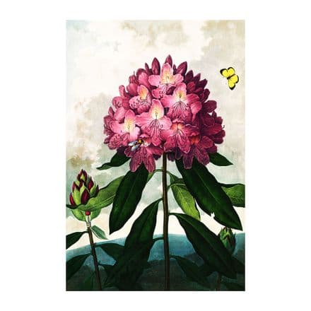 Rhododendron Vintage Botanical Plants - Metal Sign