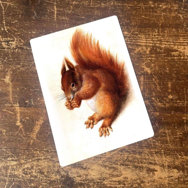 Squirrel Woodland Creature Animal - Metal Animal Wall Sign
