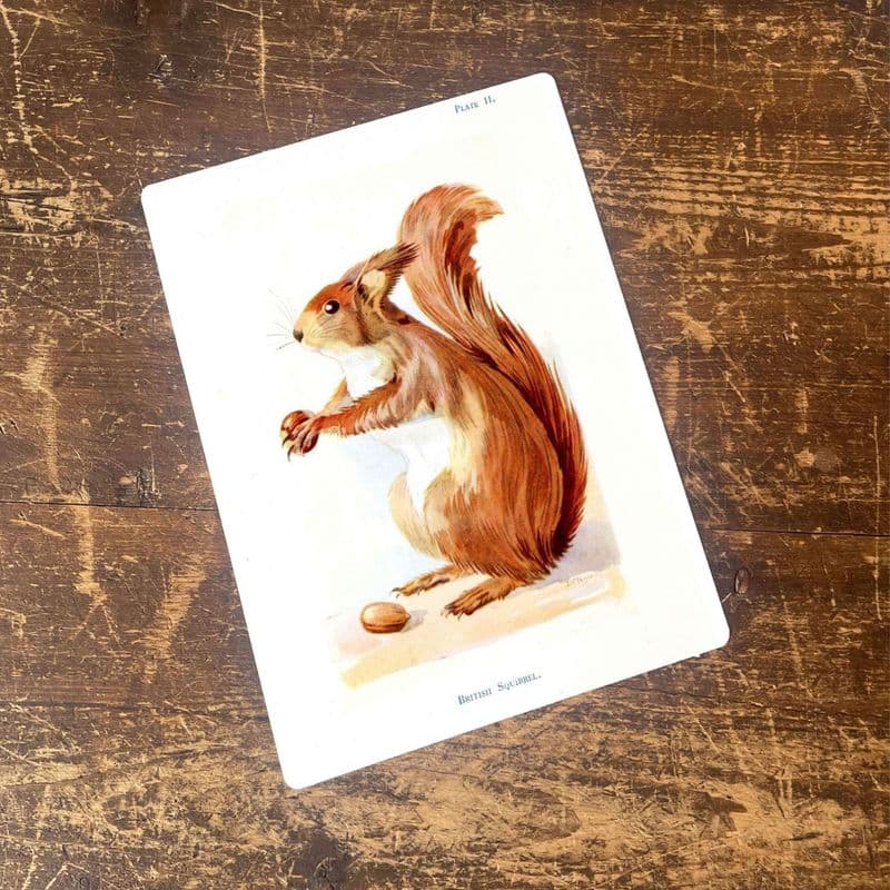 Squirrel Woodland Creature - Metal Animal Wall Sign
