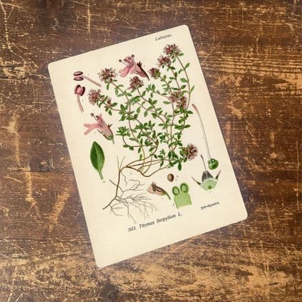 Thyme Herb flowers Botanical Vintage Illustrations Metal sign
