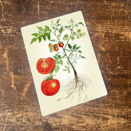 Tomato botanical illustration Metal Wall Sign