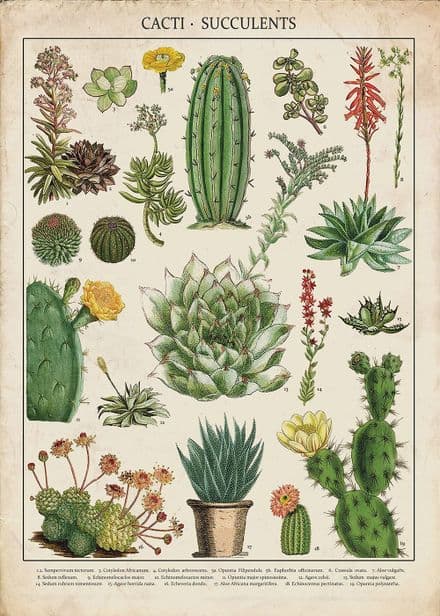 Vintage Botanical Cactus Catci Succulents - Metal Art Wall Sign