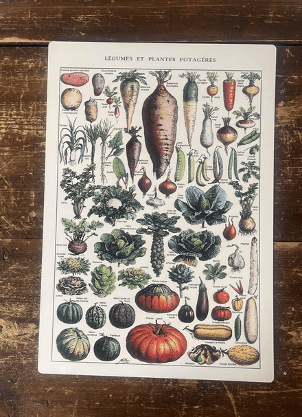 Vintage Botanical Kitchen Vegetables - Metal Art Wall Sign