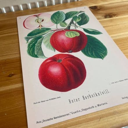 Vintage Botanical Print Antique APPLES - Metal Wall Sign