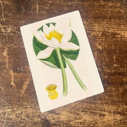 Vintage Flower illustration water lily - Metal Wall Sign
