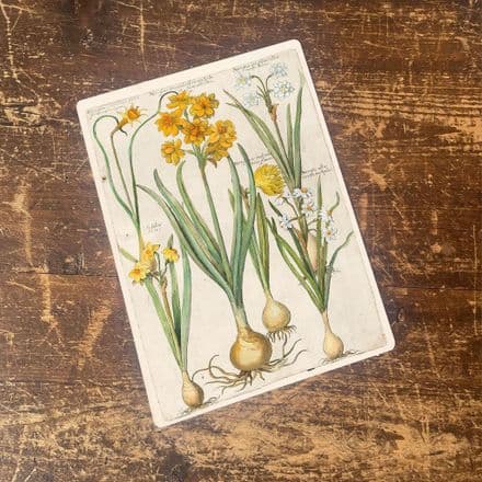 Vintage Flower illustration yellow iris - Metal Wall Sign