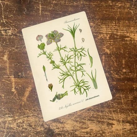 Wild Fennel Herb flowers Botanical Vintage Illustrations Metal sign