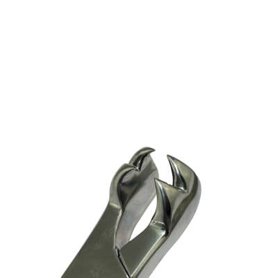 Molar Forceps     ( 4 tooth )