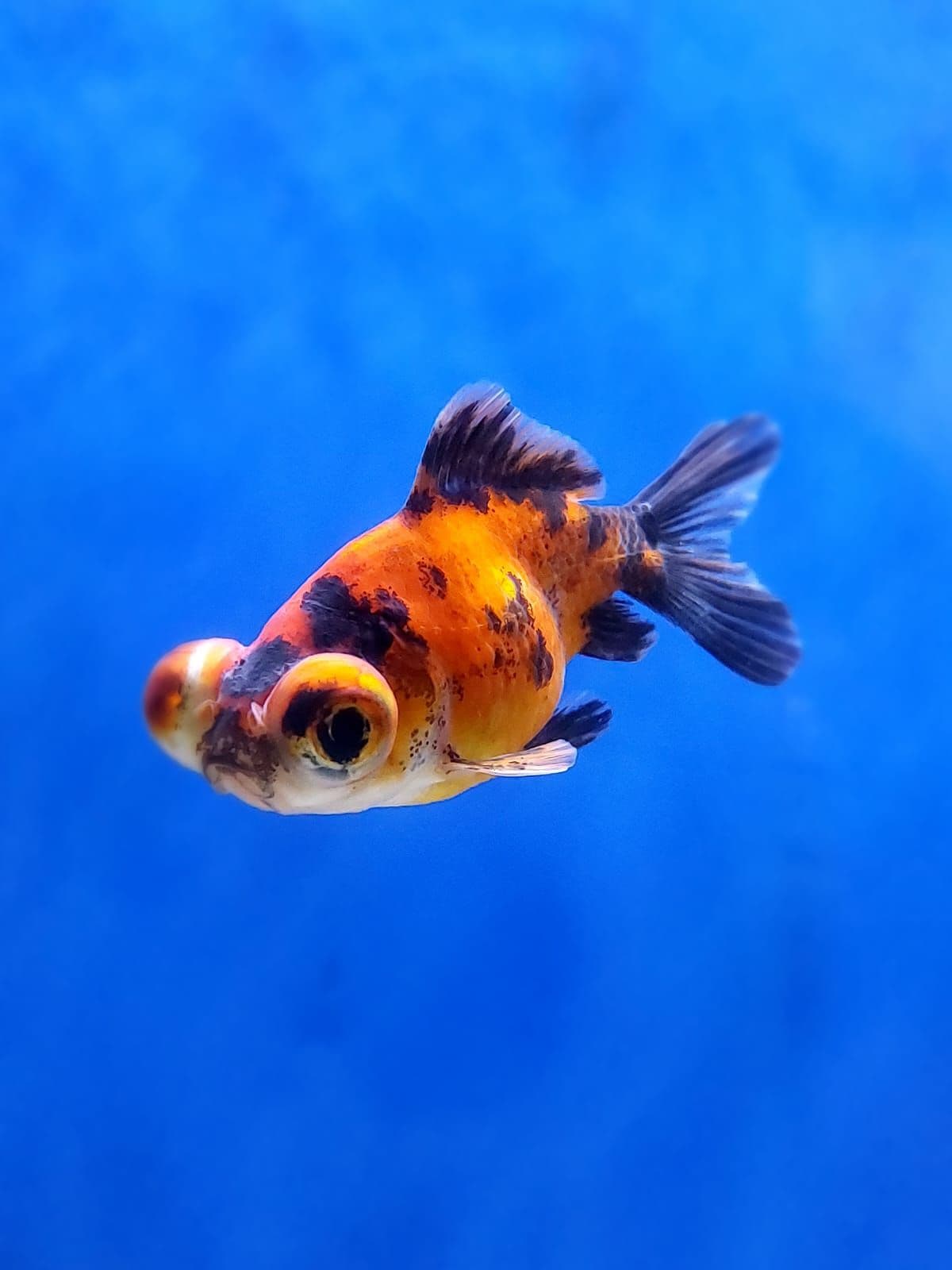 Coldwater fish in a nutshell (but never a bowl!)