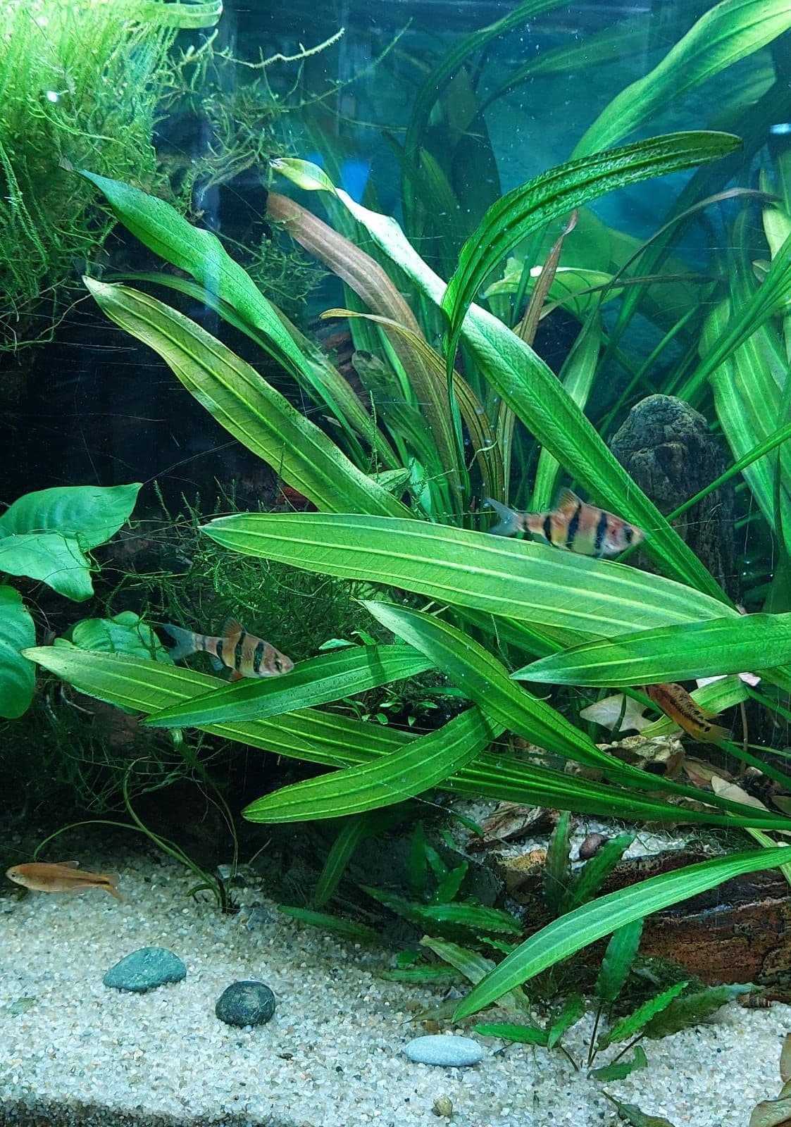 A plantfilled aquarium is an algaefree aquarium!