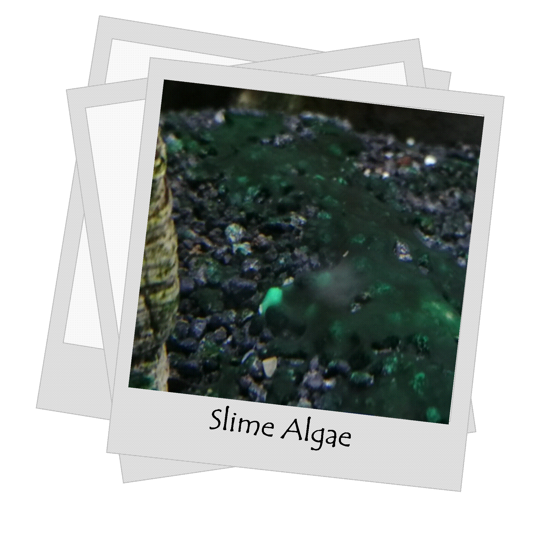 Blue Algae Control Cyanobacteria AQUADIP