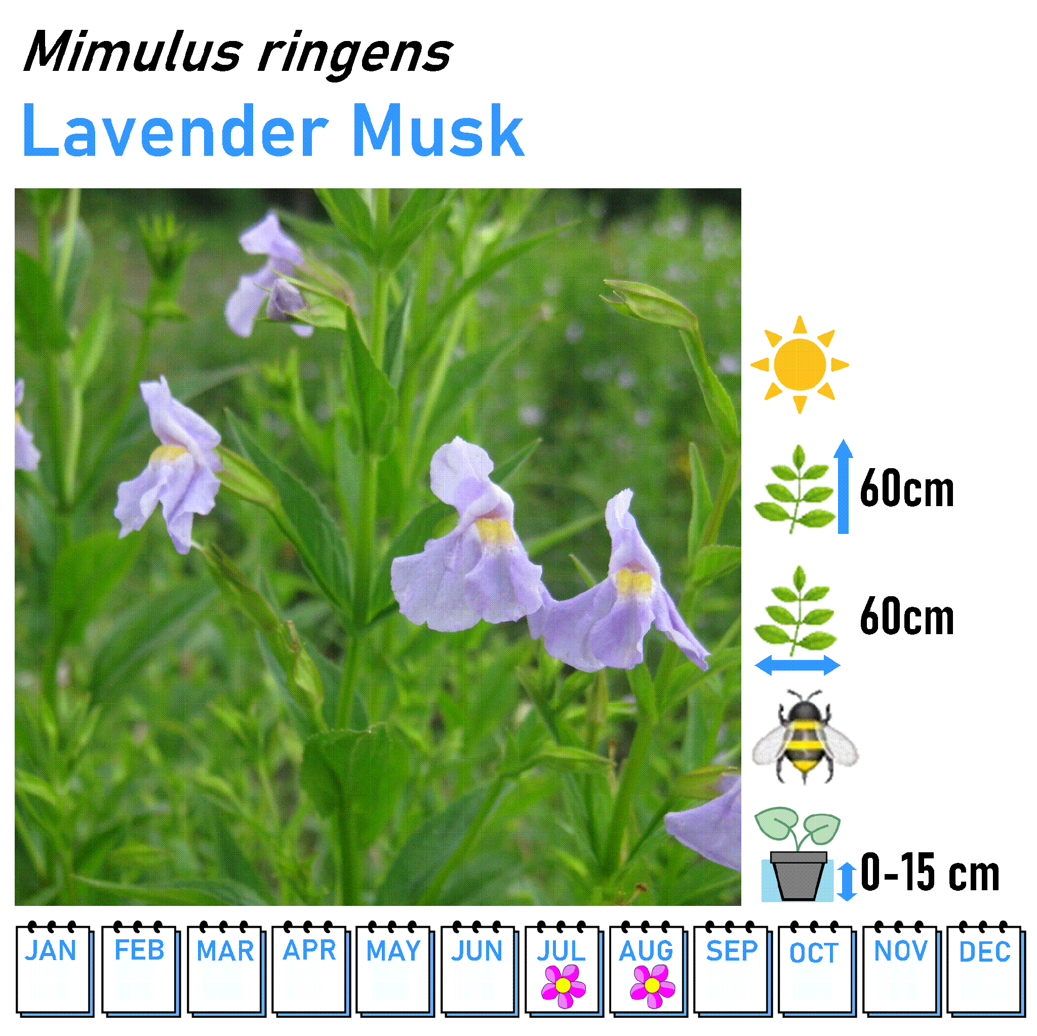 Bushy Flowers - Marginal and Bog Pond Plant- 9cm Pot