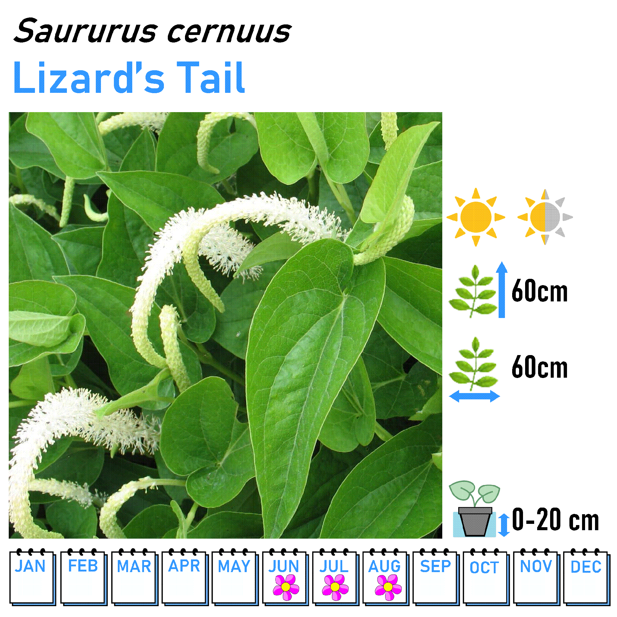Bushy Flowers - Marginal and Bog Pond Plant- 9cm Pot