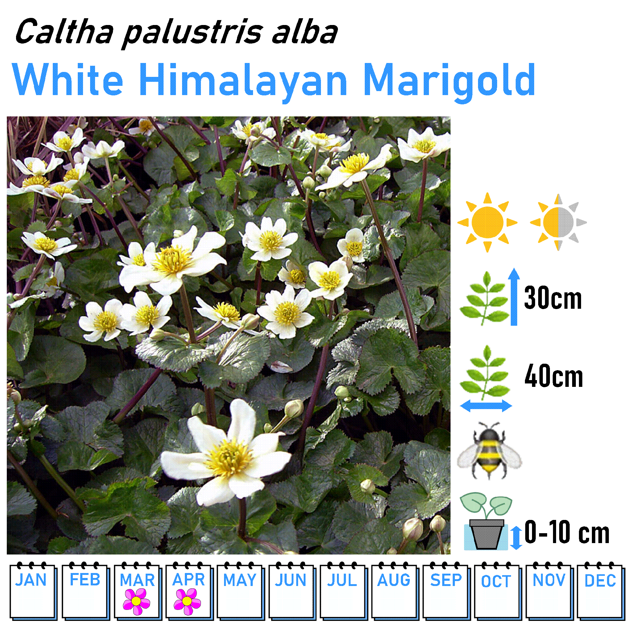 Bushy Flowers - Marginal and Bog Pond Plant- 9cm Pot