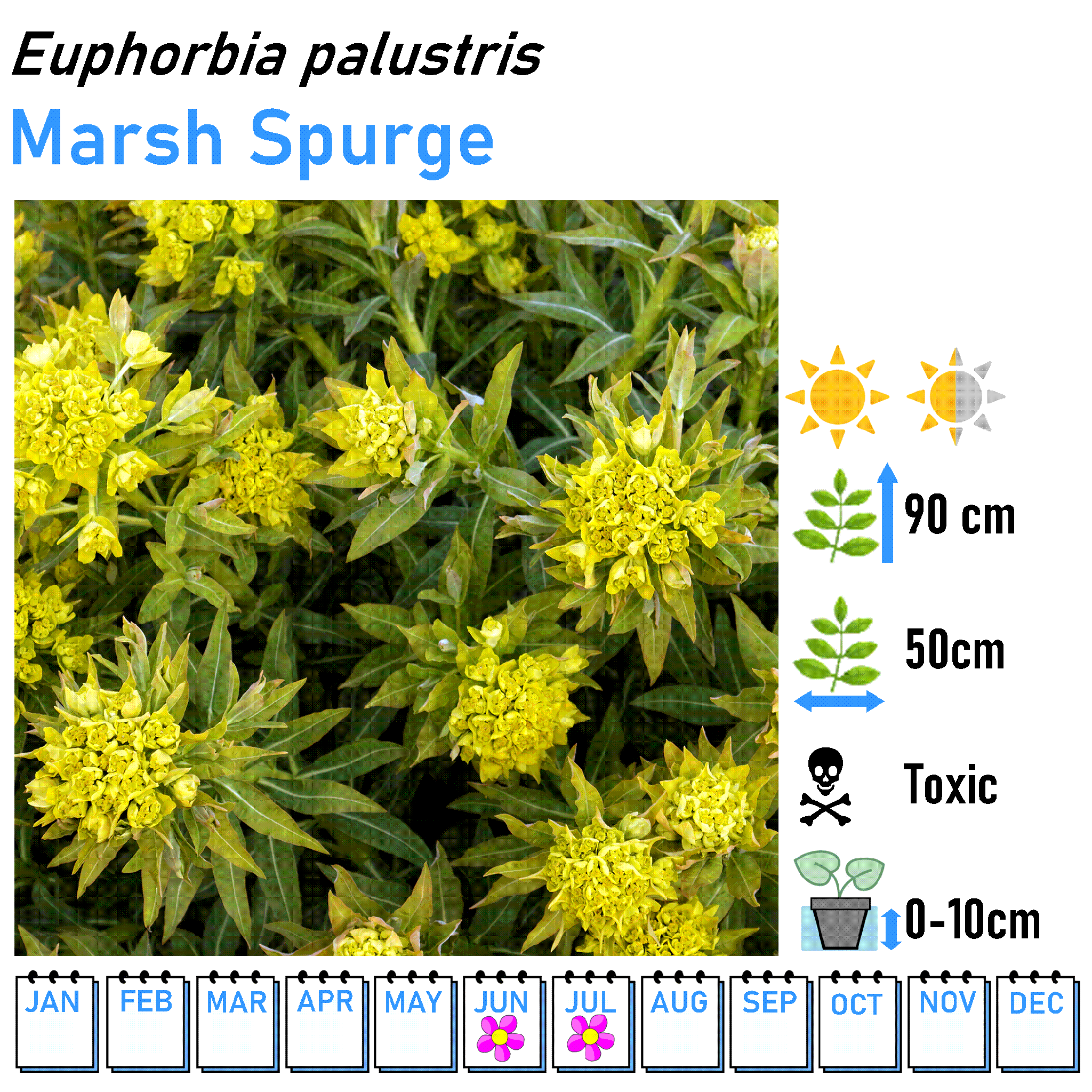 Bushy Flowers - Marginal and Bog Pond Plant- 9cm Pot