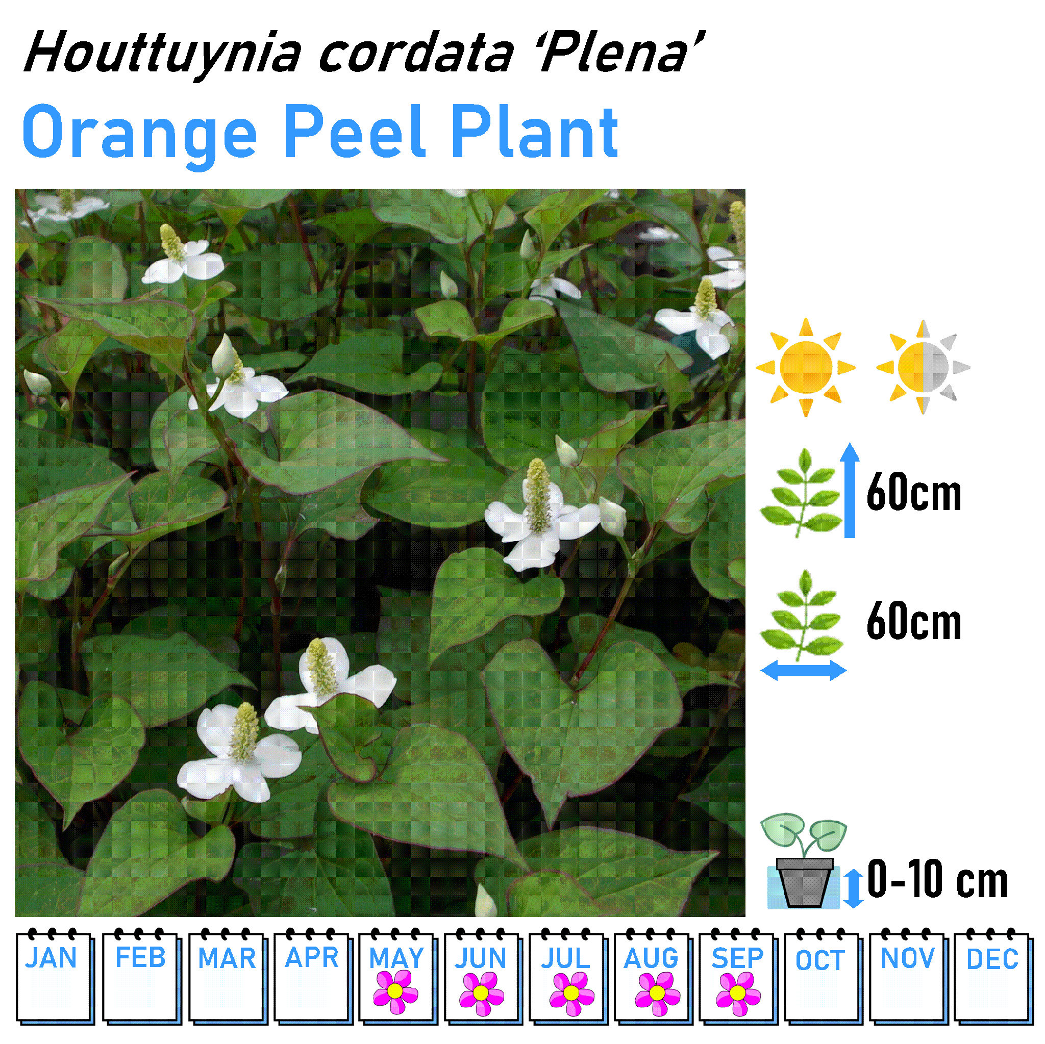 Bushy Flowers - Marginal and Bog Pond Plant- 9cm Pot