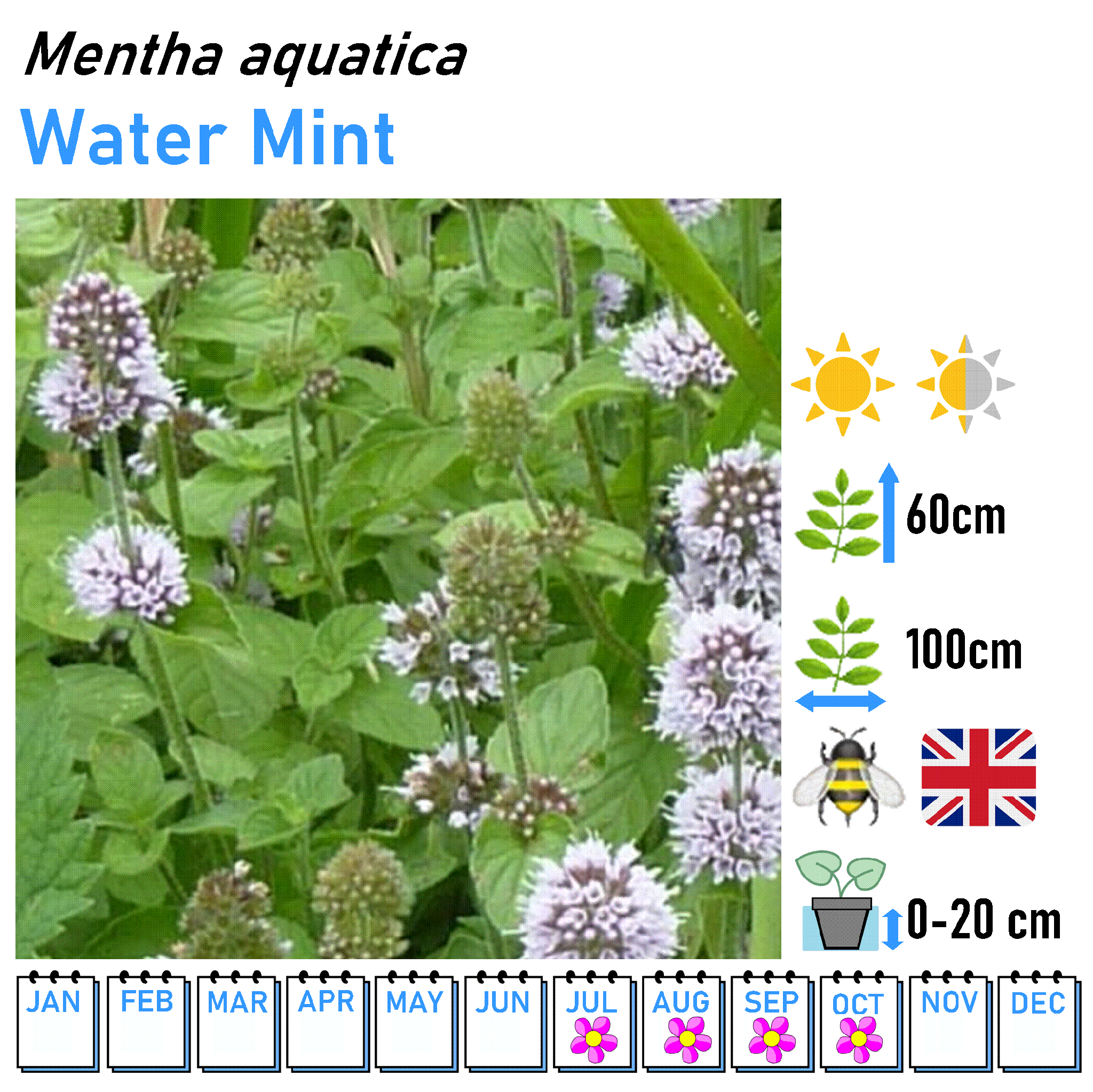 Bushy Flowers - Marginal and Bog Pond Plant- 9cm Pot