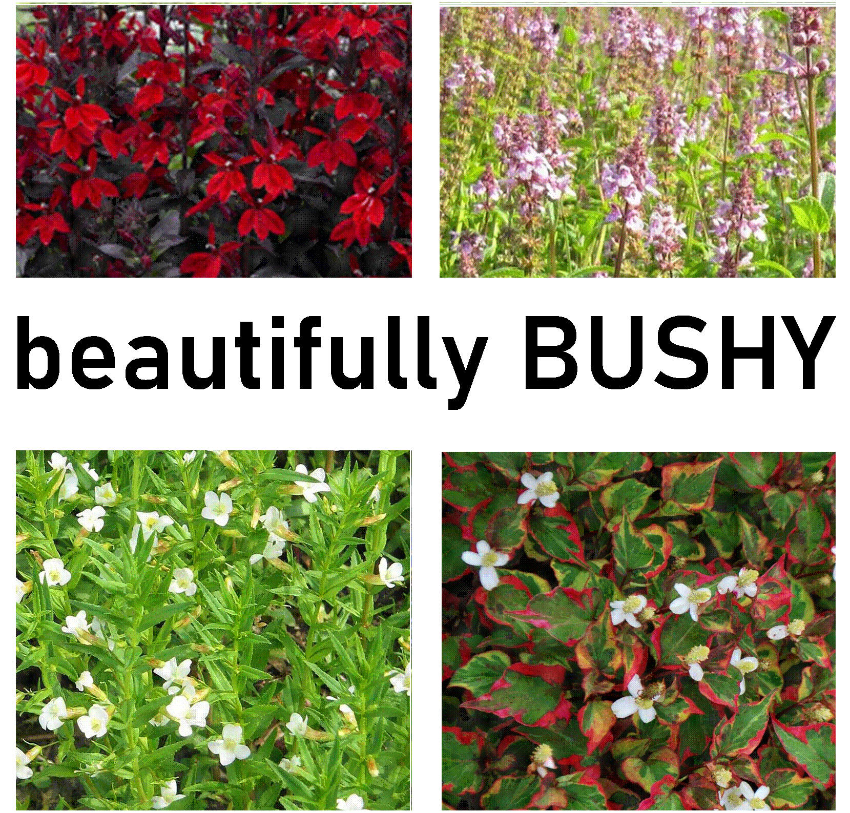 Bushy Flowers - UK NATIVE - Marginal and Bog Pond Plant- 9cm Pot