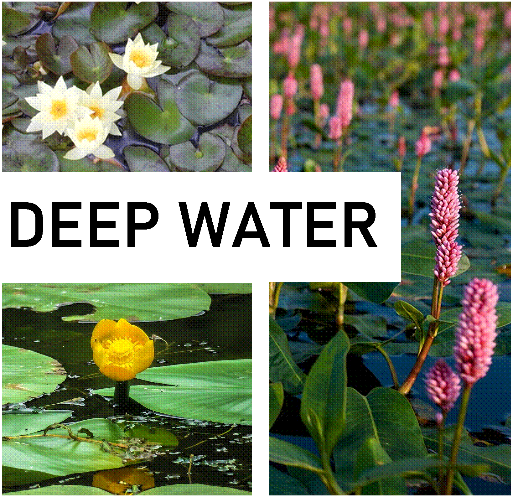 Deep Water - Surface Cover - Pond Plants
