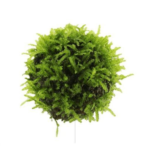Floating Moss Ball