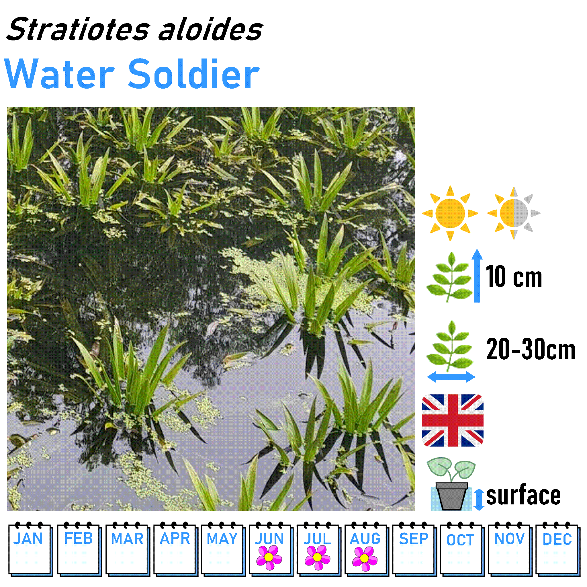 Floating Plants - UK NATIVE - Surface Cover Shade