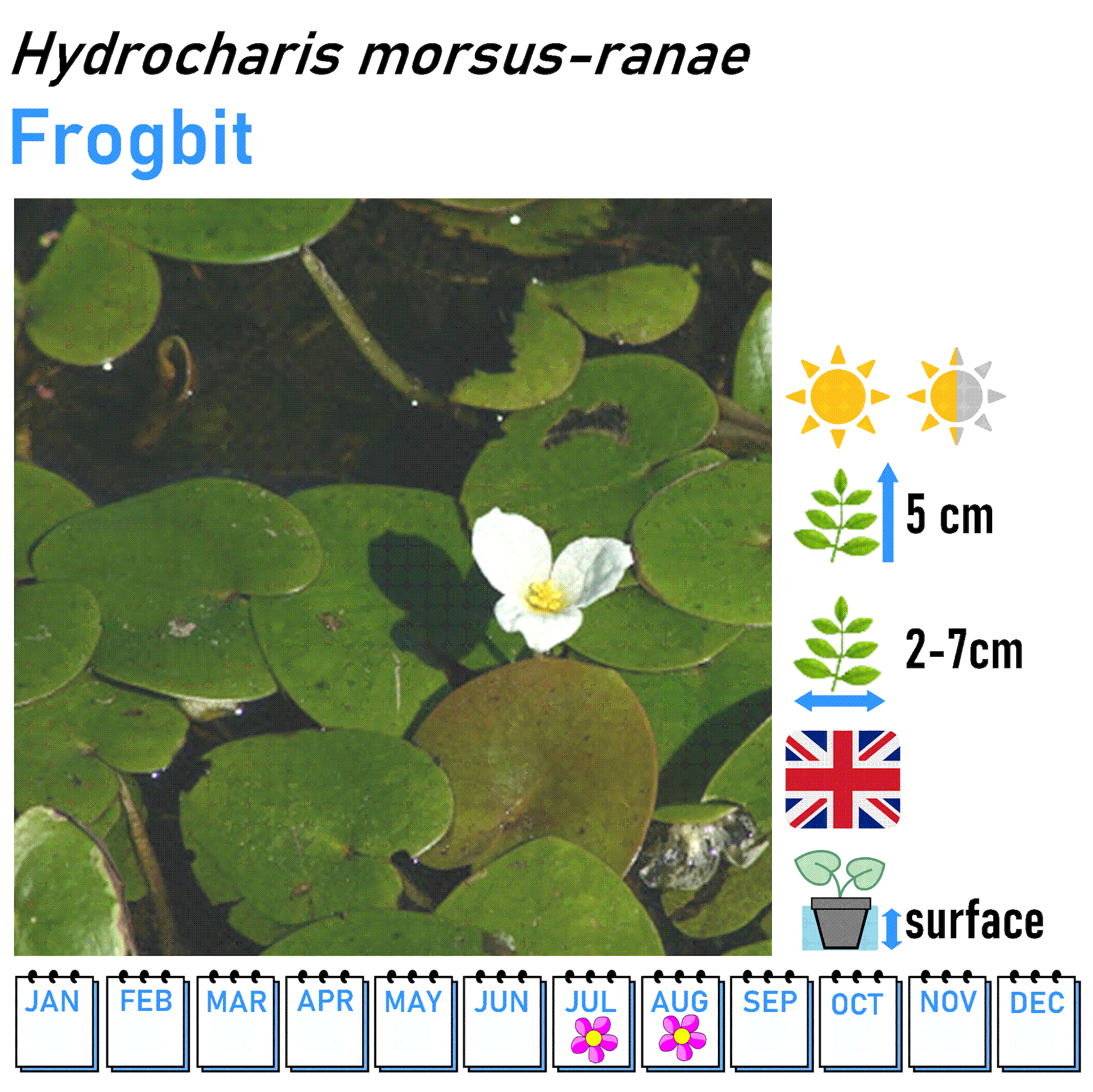 Floating Plants - UK NATIVE - Surface Cover Shade
