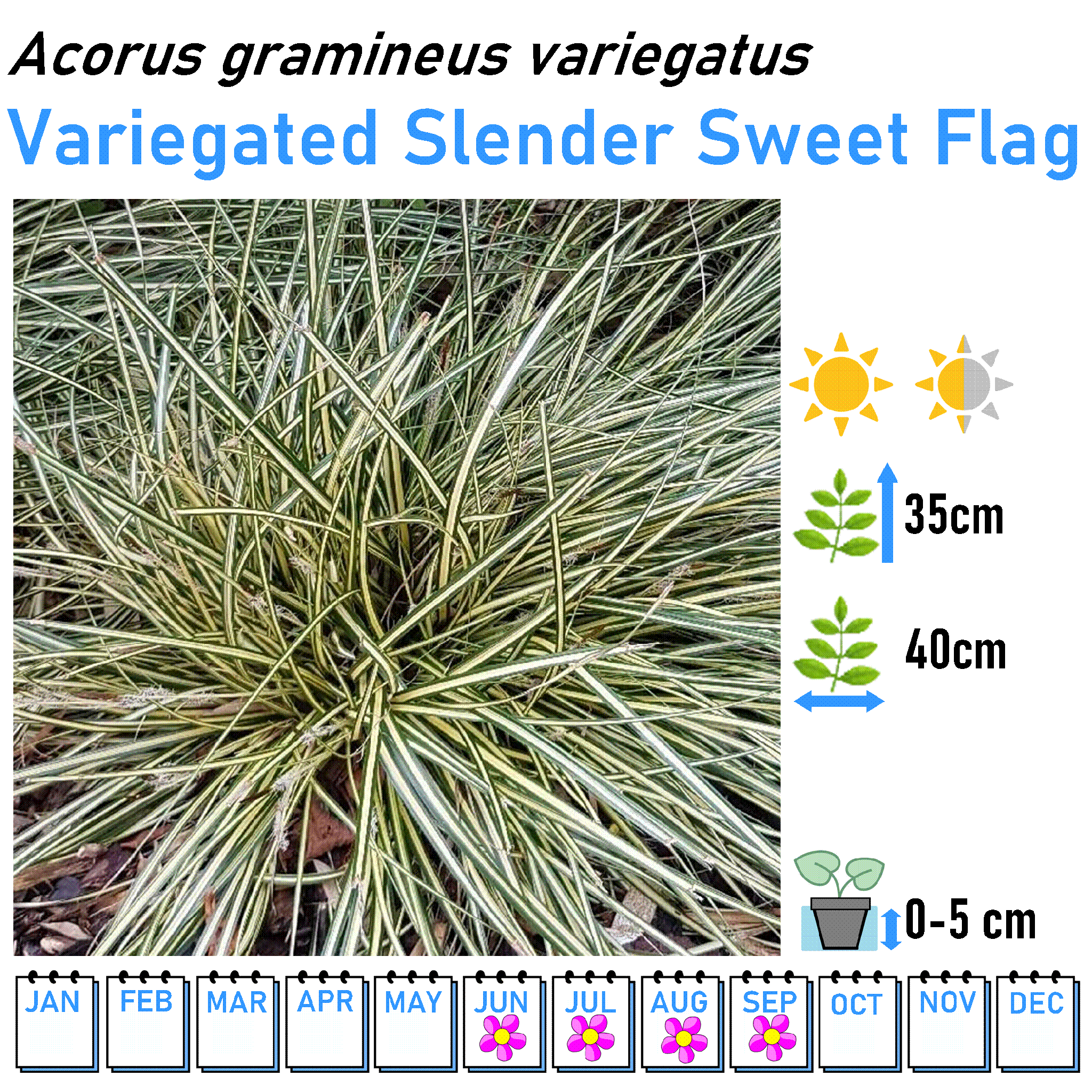 Grasses - Marginal and Bog Pond Plant- 9cm Pot