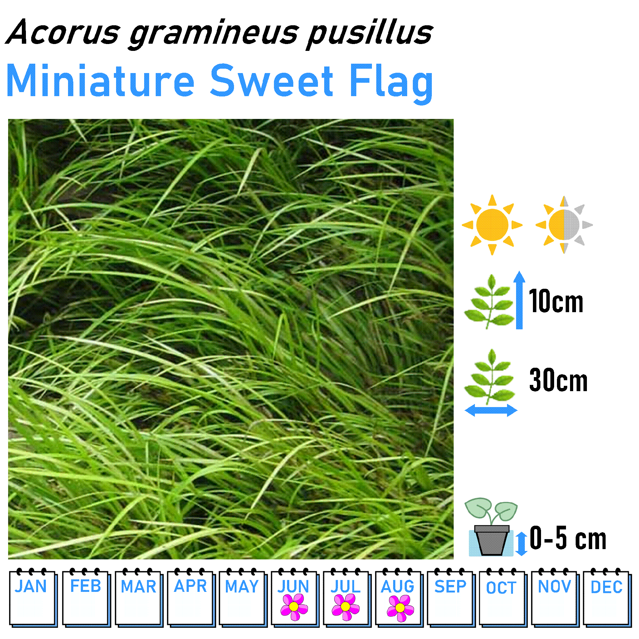 Grasses - Marginal and Bog Pond Plant- 9cm Pot