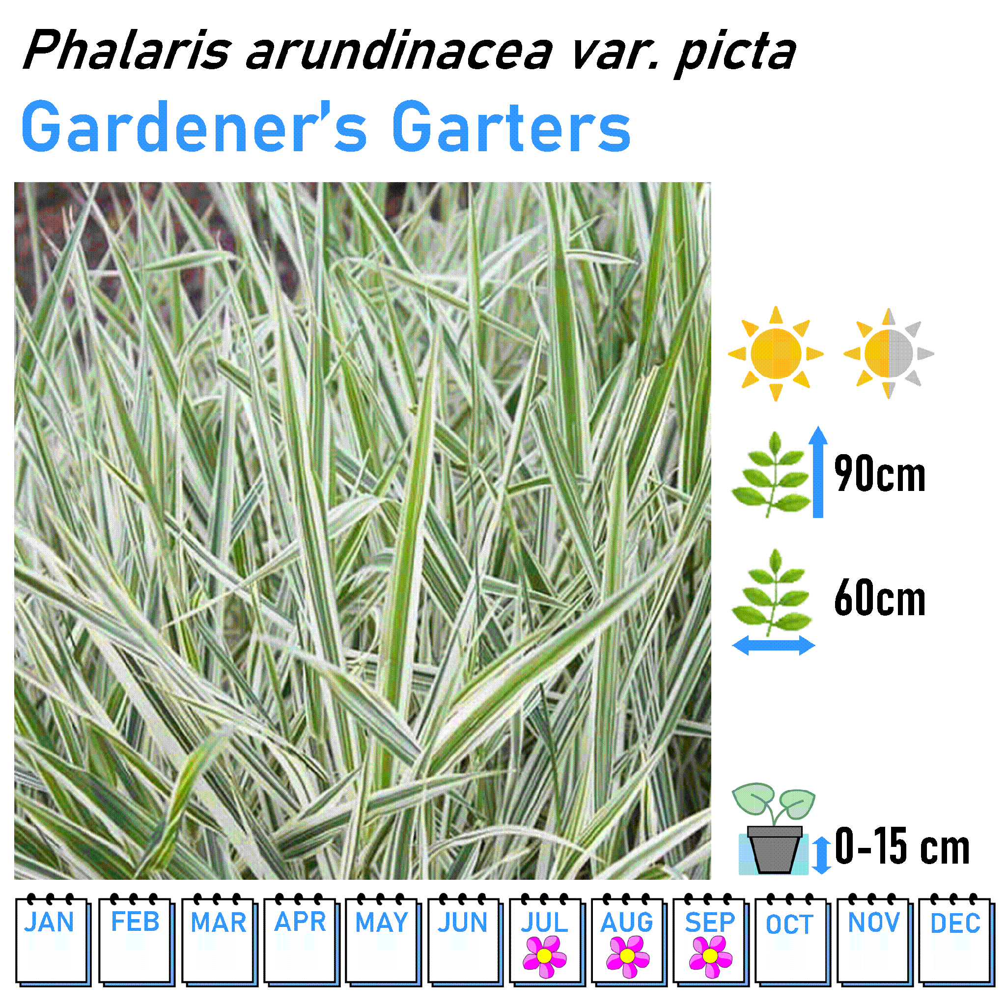 Grasses - Marginal and Bog Pond Plant- 9cm Pot
