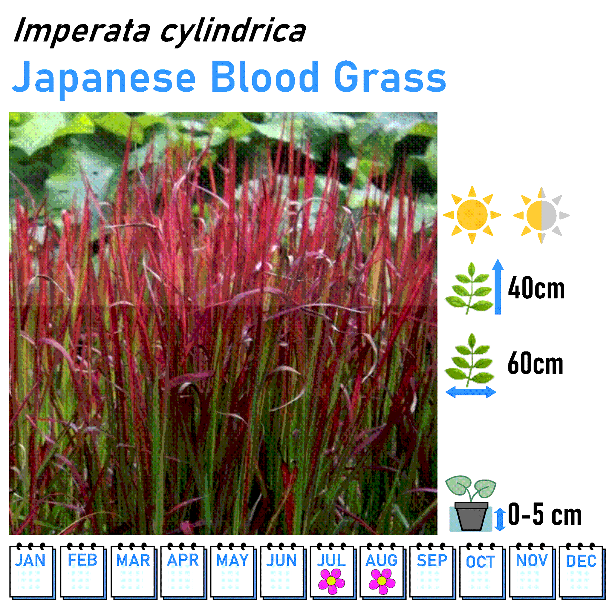 Grasses - Marginal and Bog Pond Plant- 9cm Pot