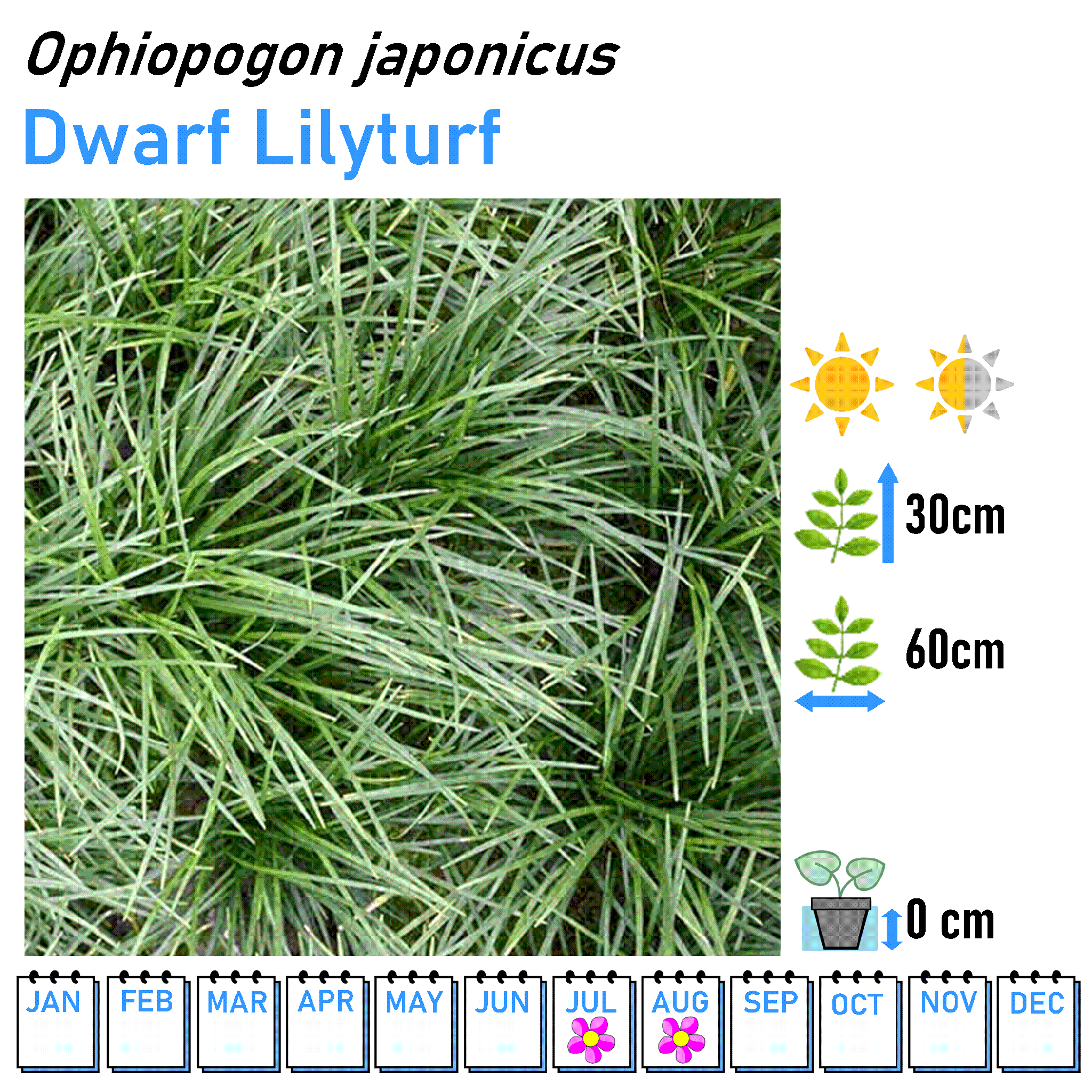 Grasses - Marginal and Bog Pond Plant- 9cm Pot