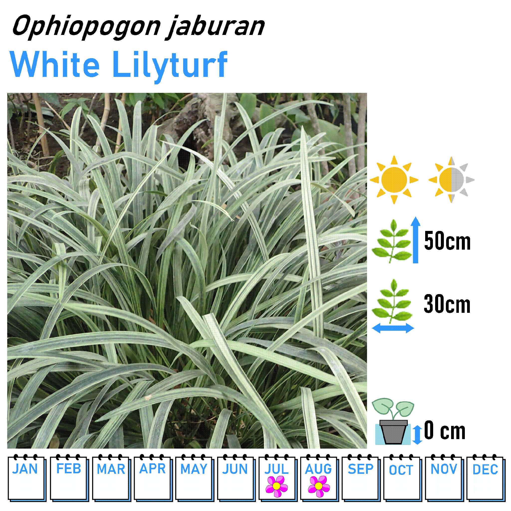 Grasses - Marginal and Bog Pond Plant- 9cm Pot