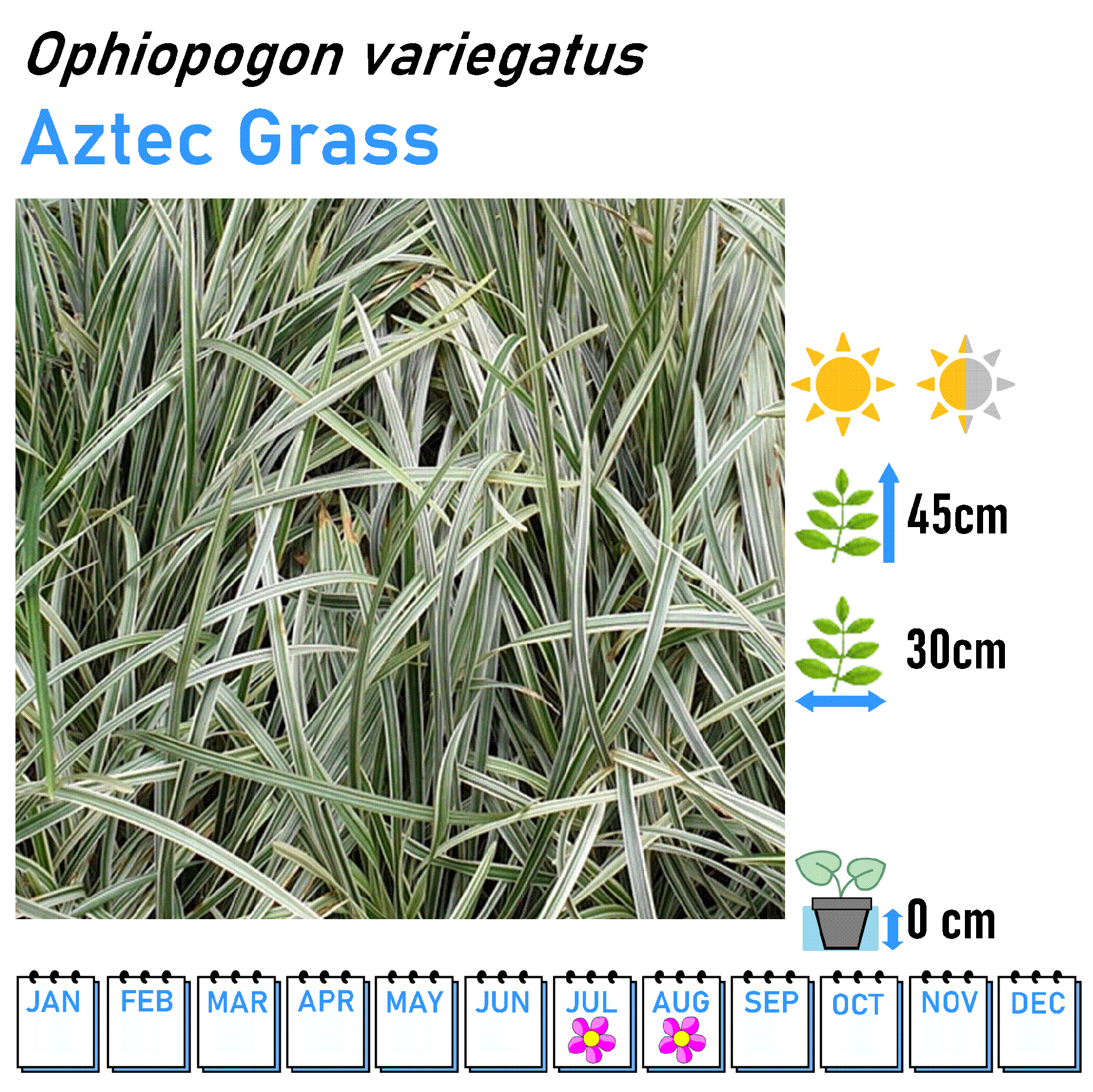Grasses - Marginal and Bog Pond Plant- 9cm Pot