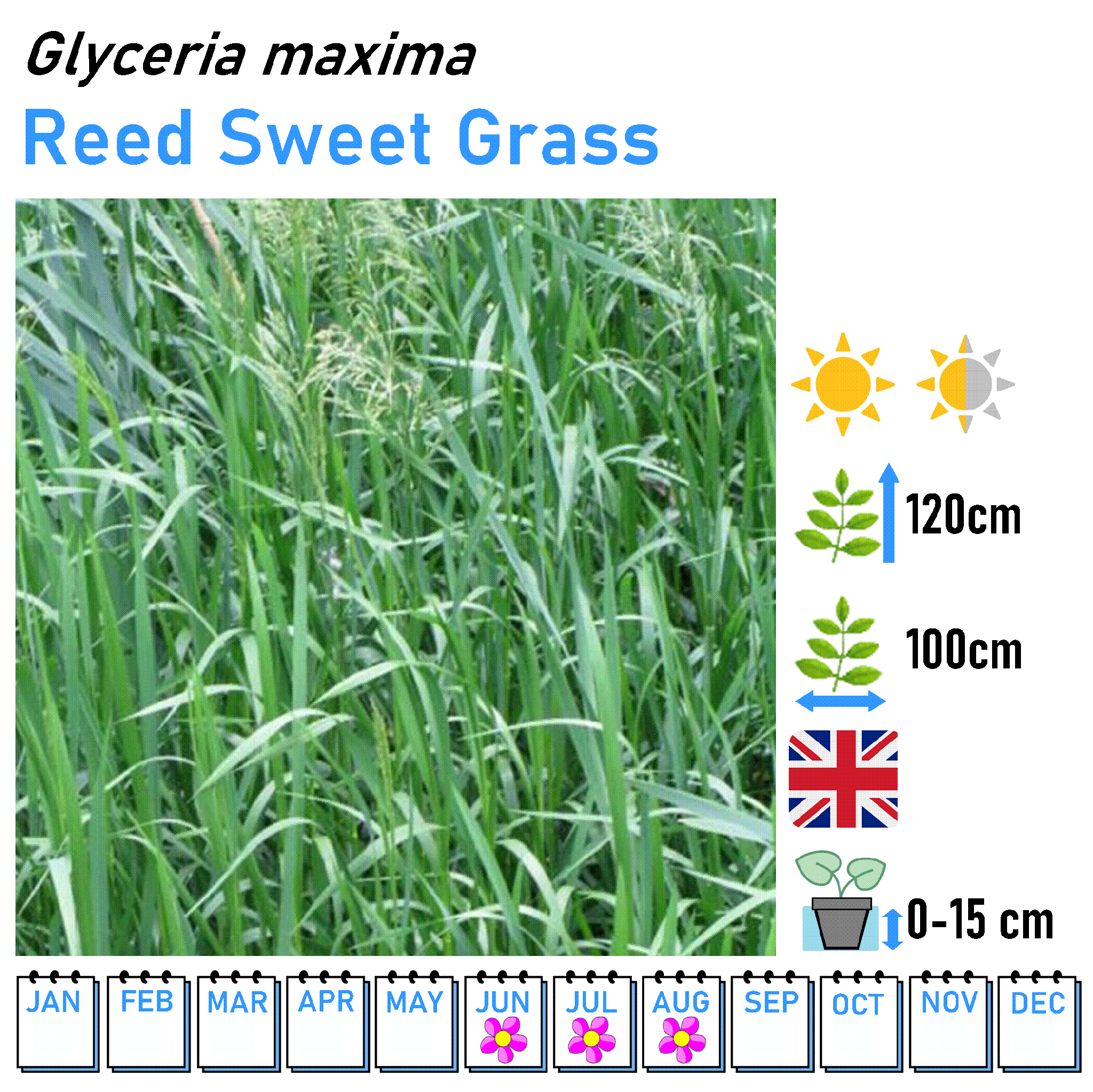 Grasses - Marginal and Bog Pond Plant- 9cm Pot