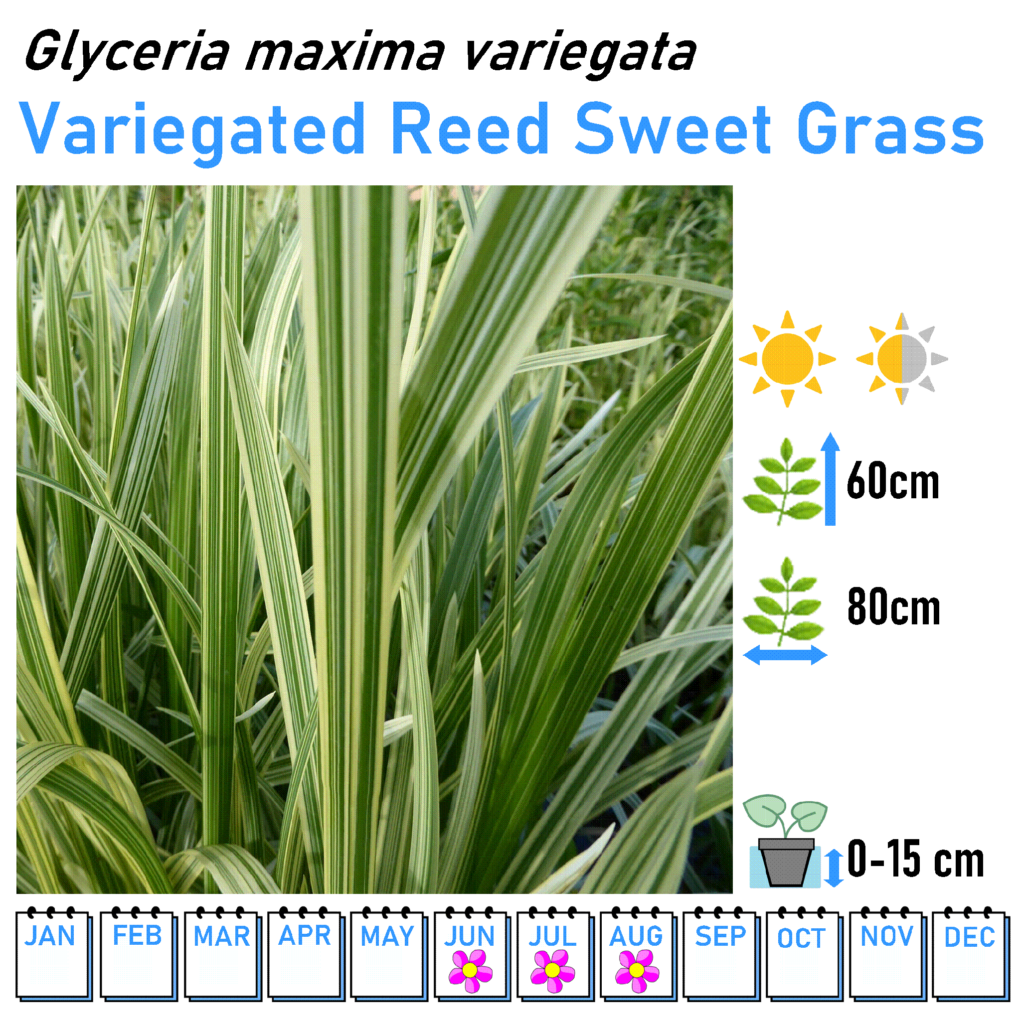 Grasses - Marginal and Bog Pond Plant- 9cm Pot