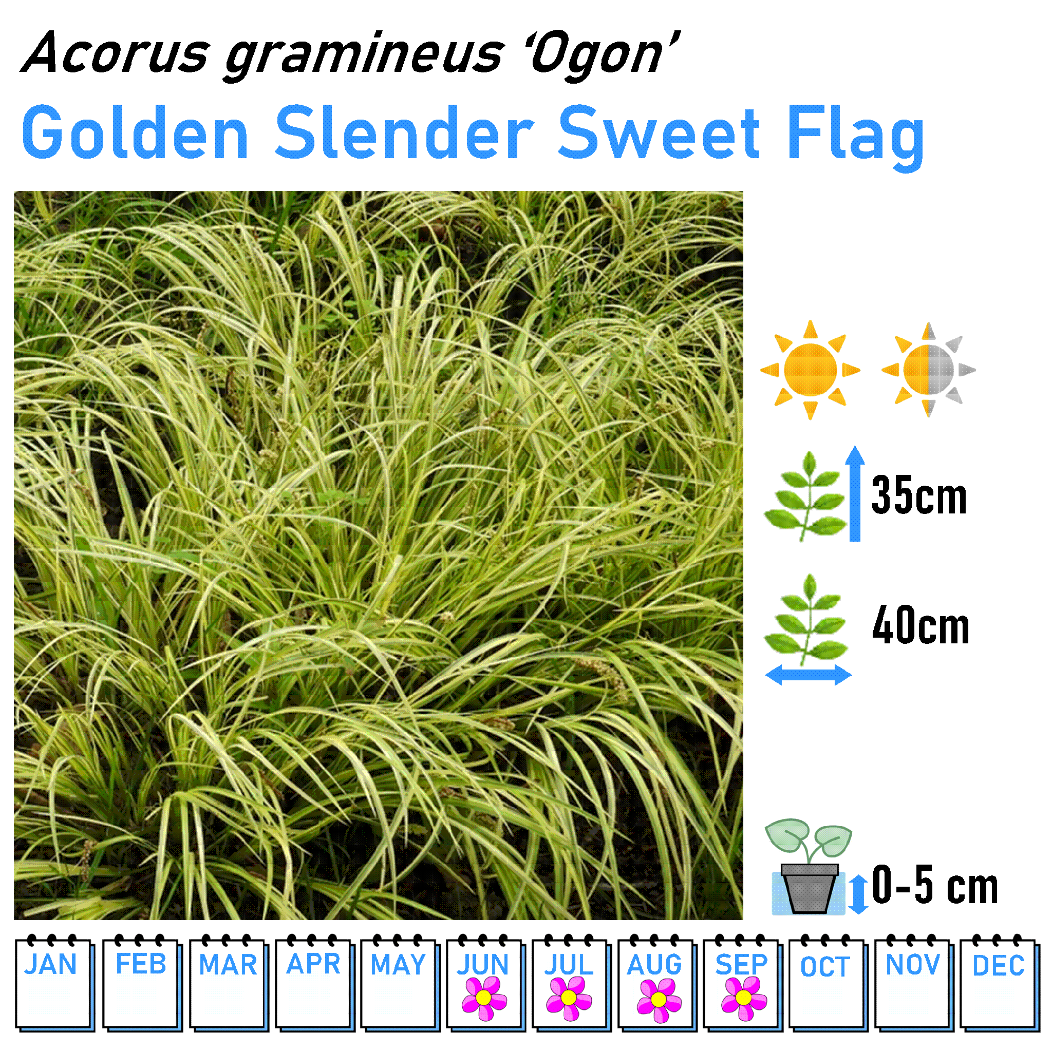 Grasses - Marginal and Bog Pond Plant- 9cm Pot