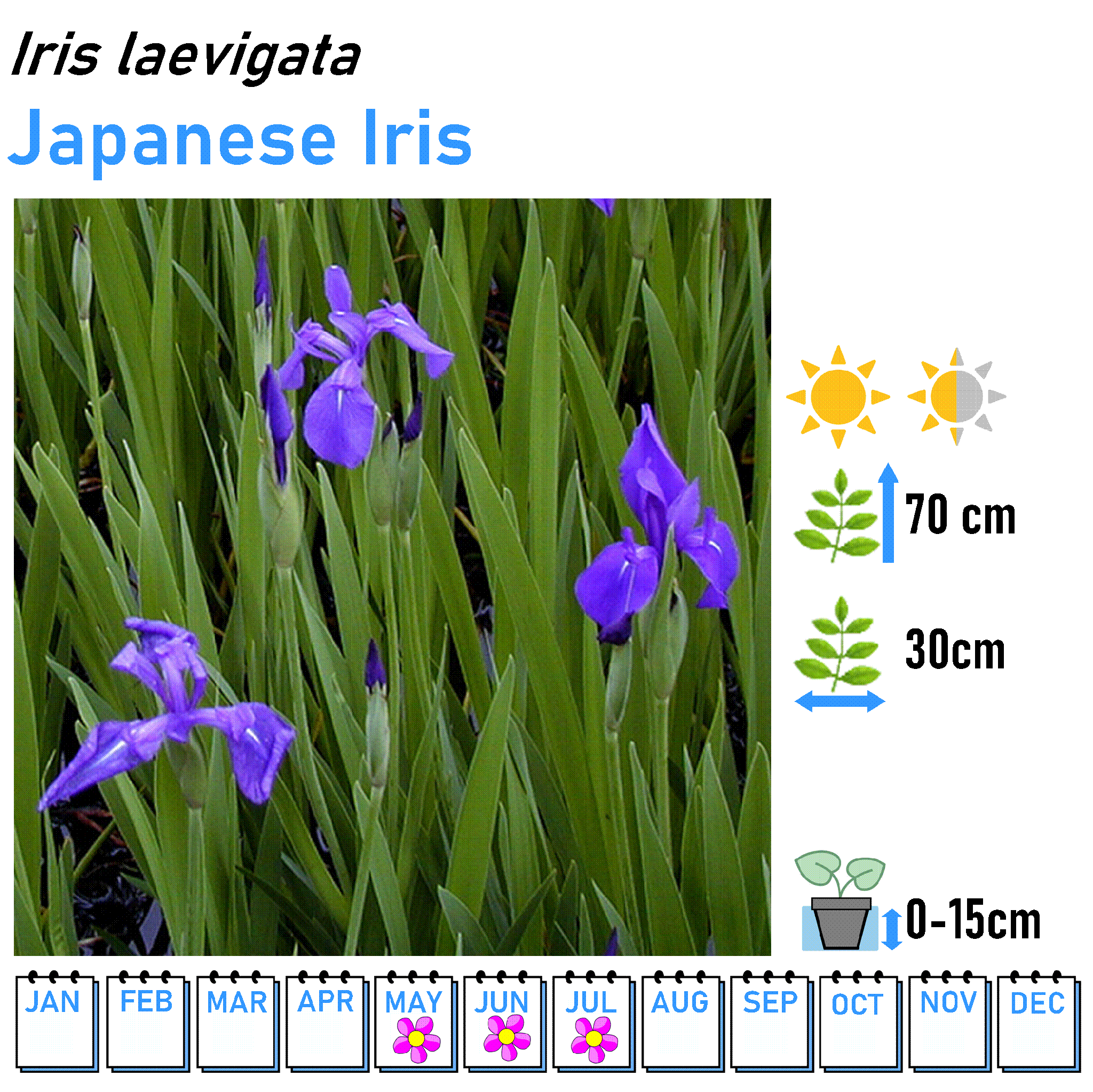 Iris - Marginal and Bog Pond Plant- 9cm Pot