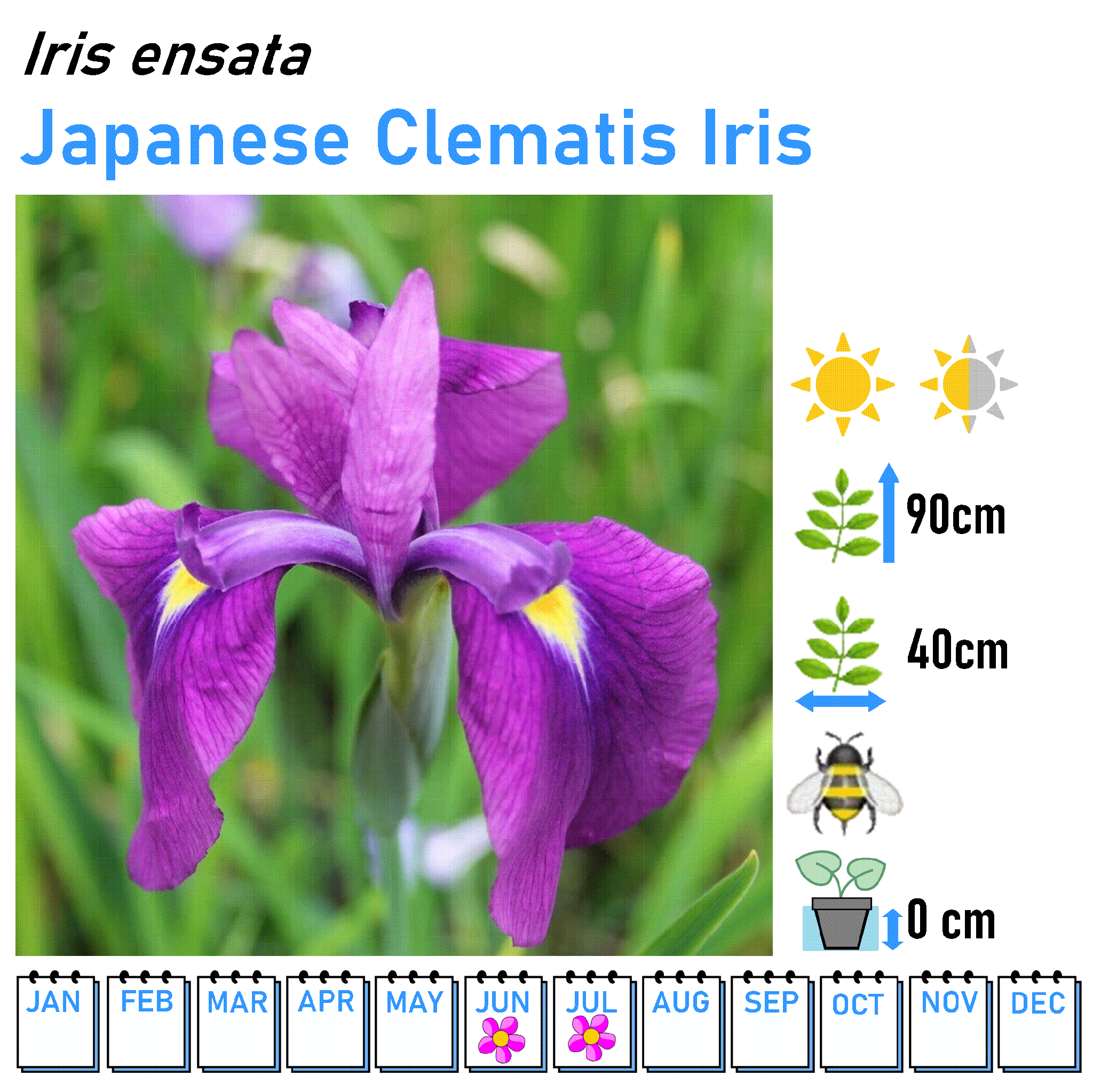 Iris - Marginal and Bog Pond Plant- 9cm Pot