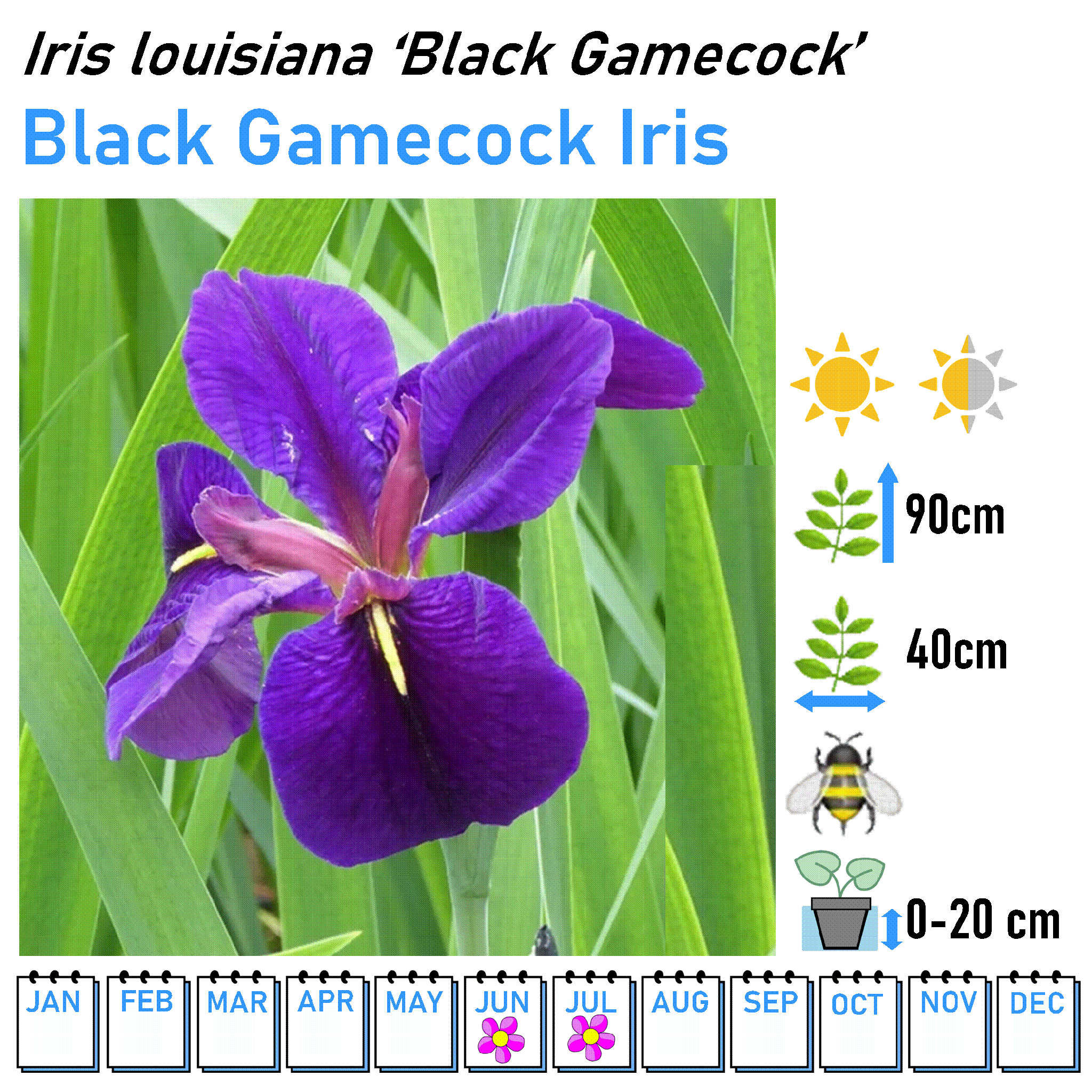 Iris - Marginal and Bog Pond Plant- 9cm Pot