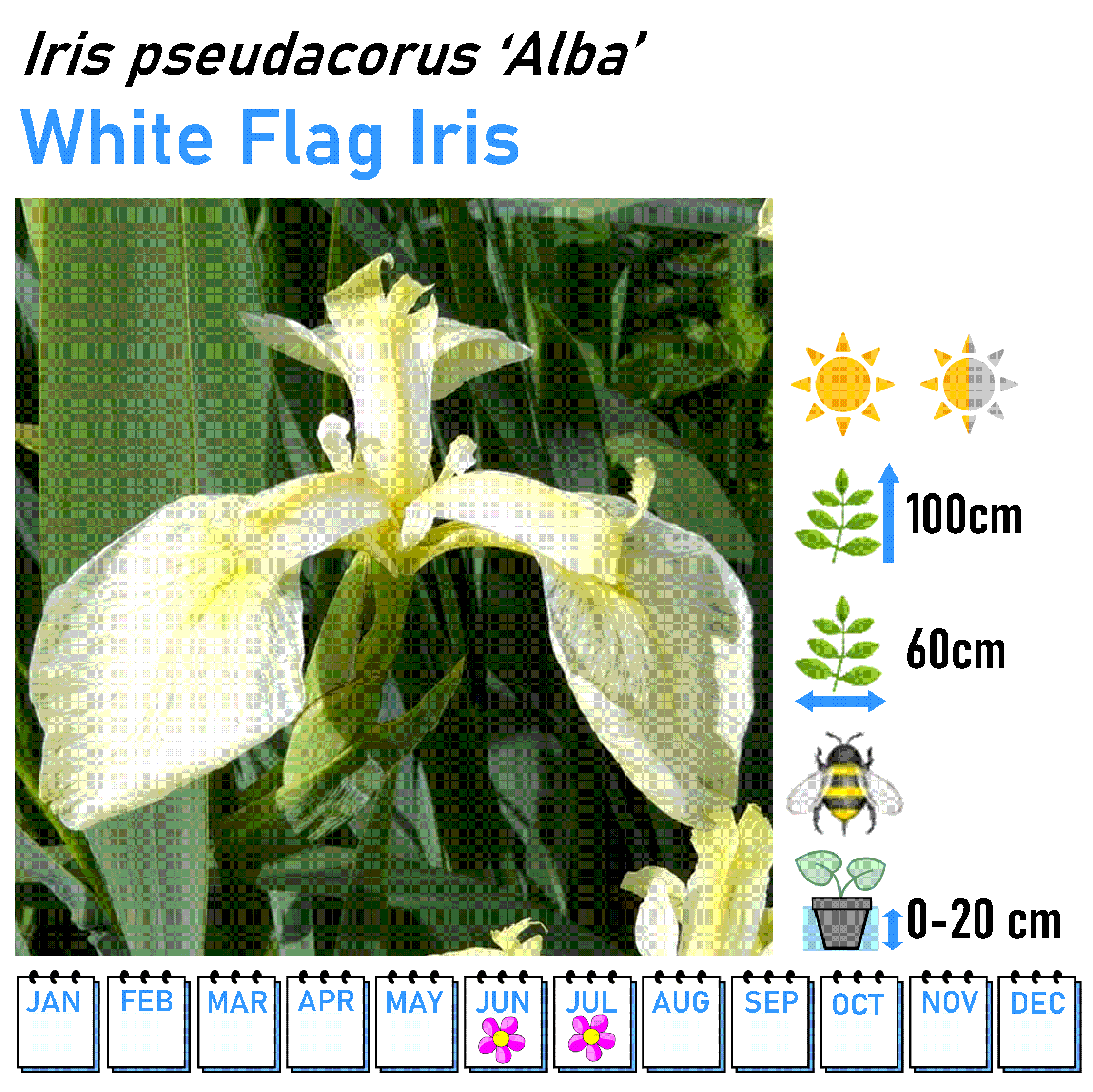 Iris - Marginal and Bog Pond Plant- 9cm Pot